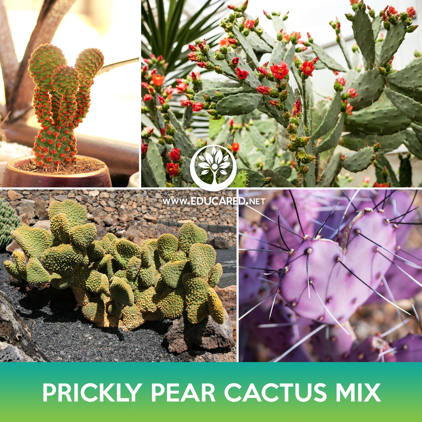 Prickly Pear Cactus Mix Seeds, Opuntia