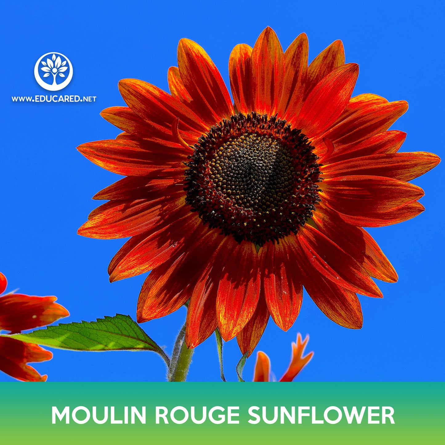 Moulin Rouge Sunflower Seeds, Red Sunflower