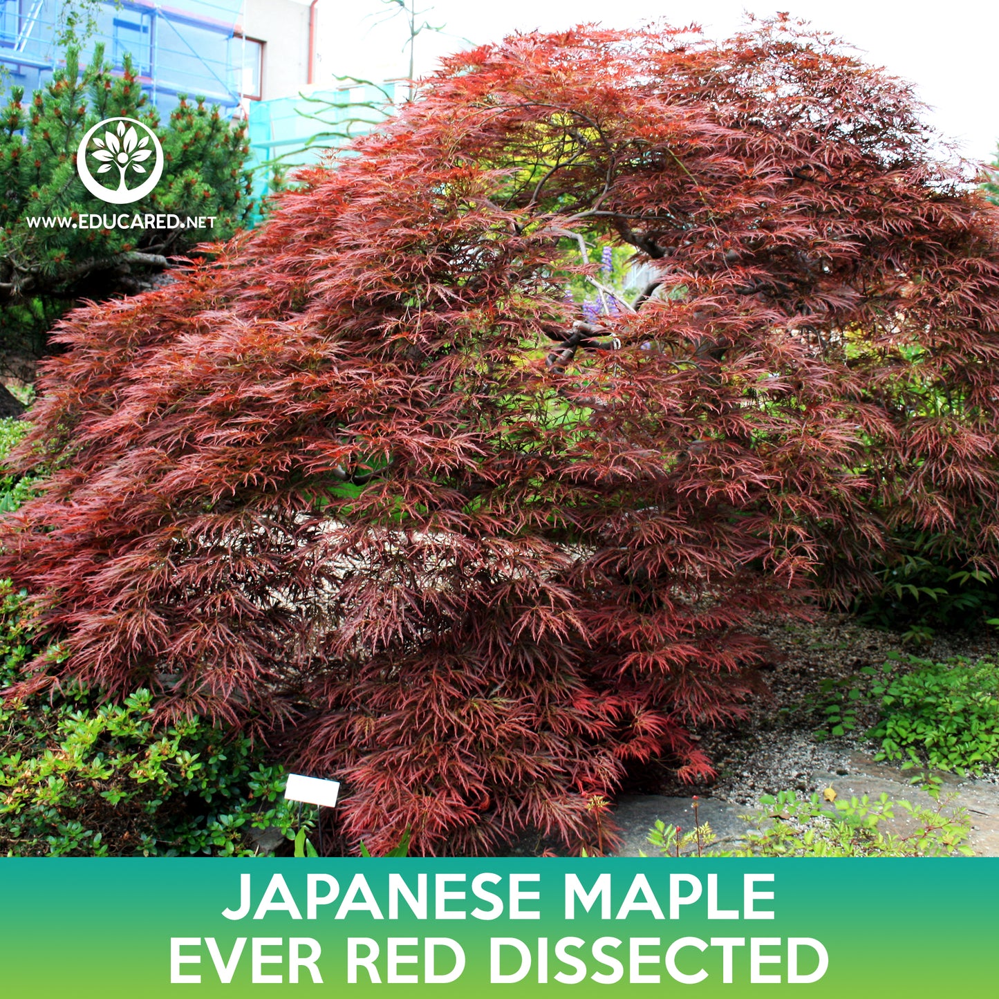 Ever Red Dissected Japanese Maple Seeds