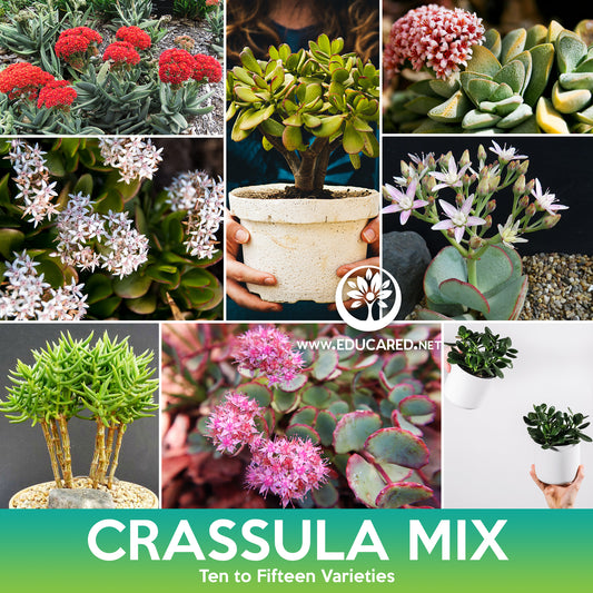 Crassula Succulent Mix Seeds