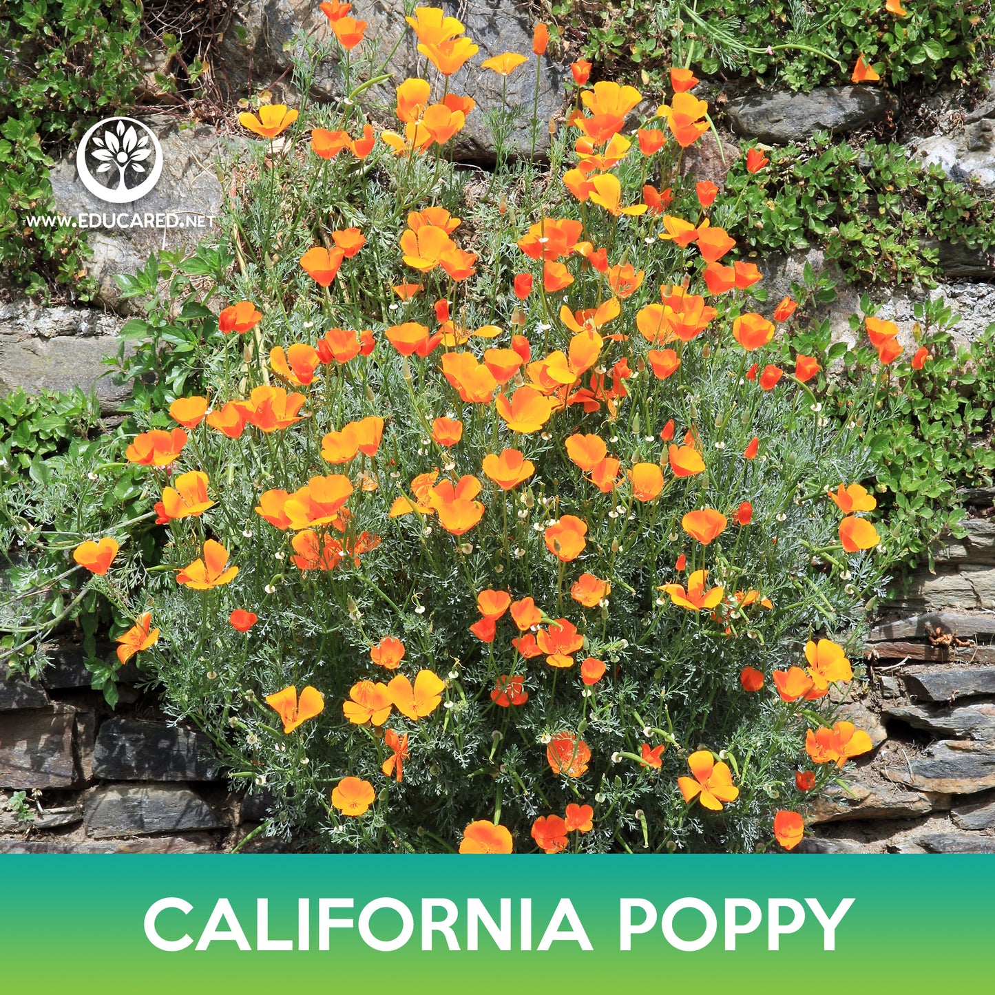 California Poppy Seeds, Eschscholzia californica