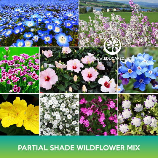 Partial Shade Wildflowers Mix Seeds