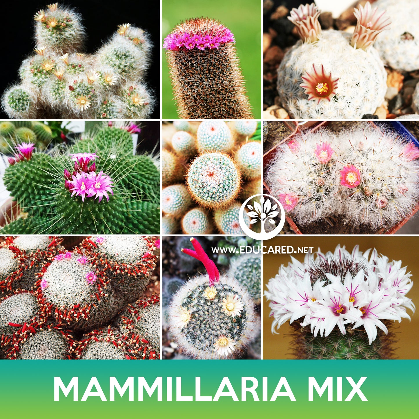 Mammillaria Cactus Mix Seeds