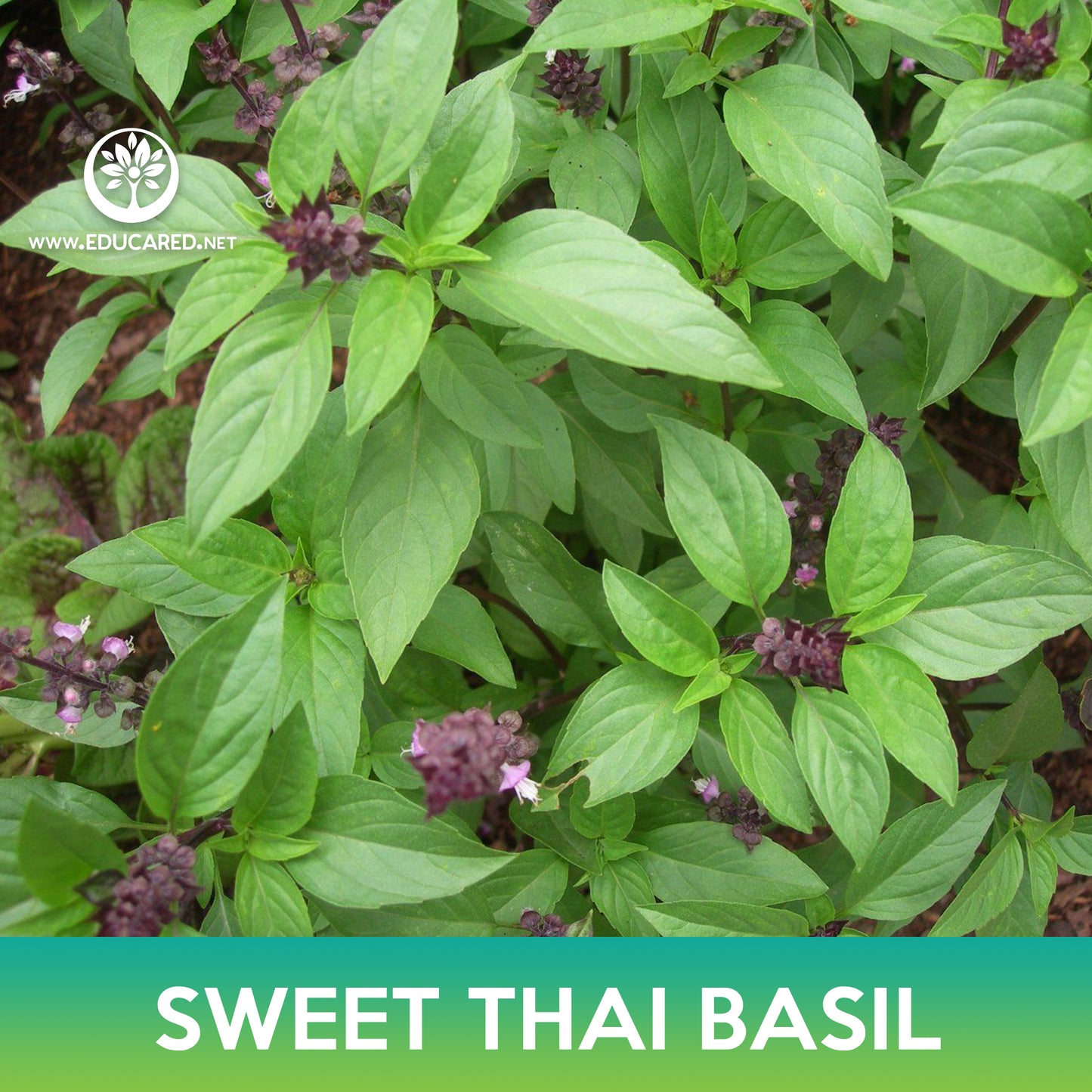 Sweet Thai Basil Seeds