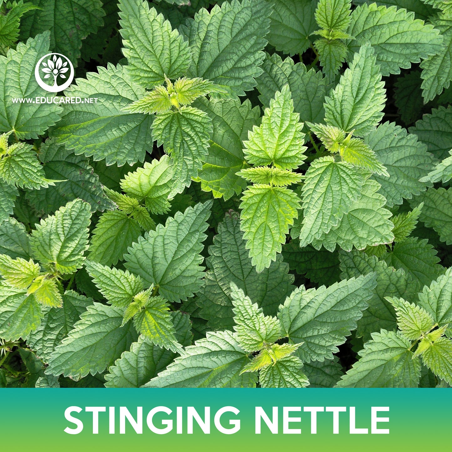 Stinging Nettle Seed, Urtica dioica