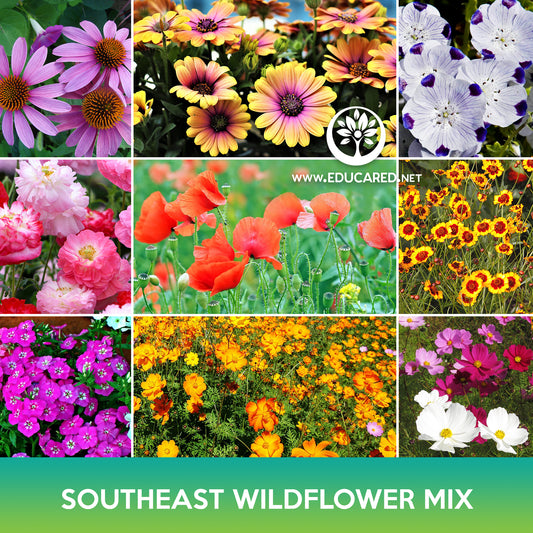 Southeast Wildflower Mix Seeds