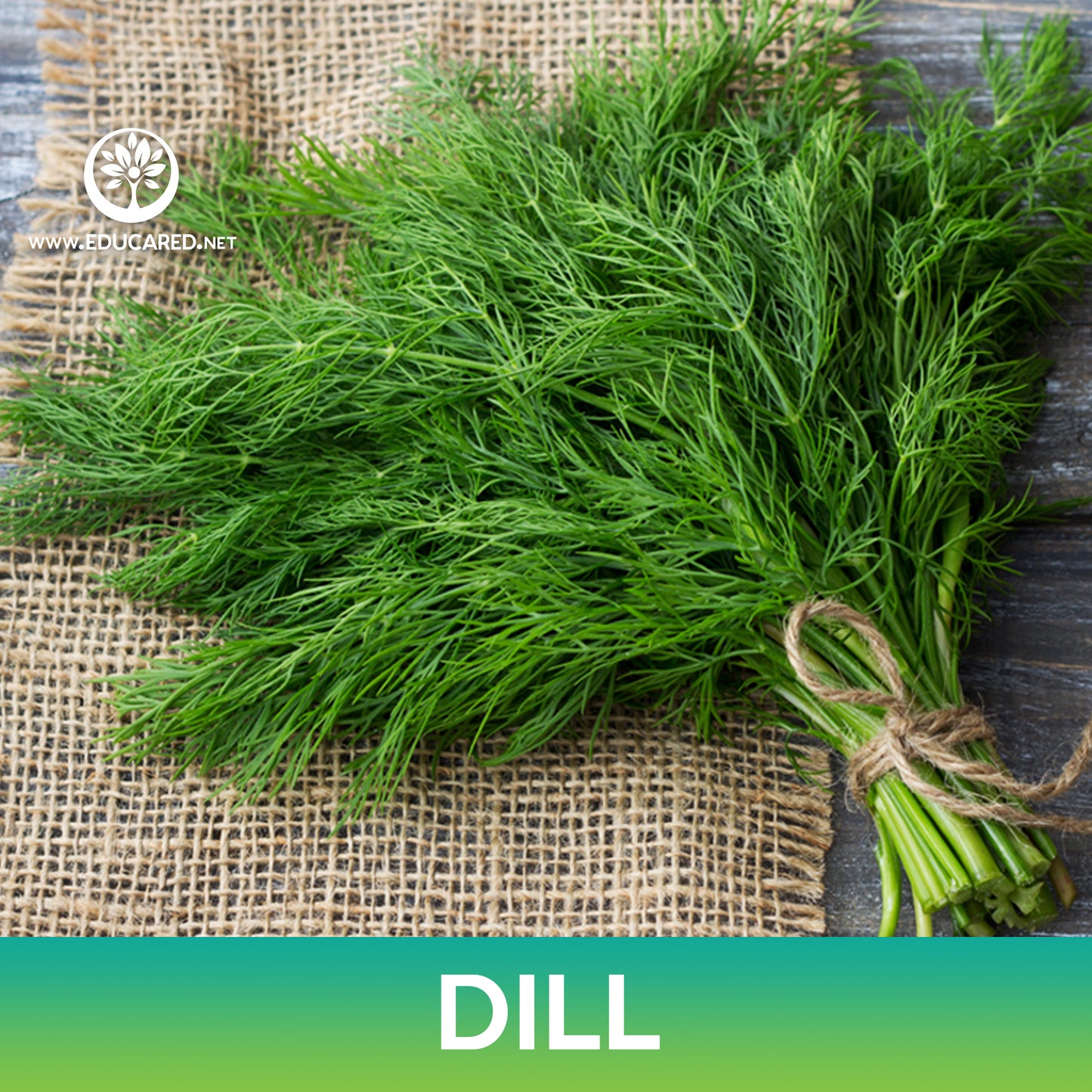 Dill Seeds