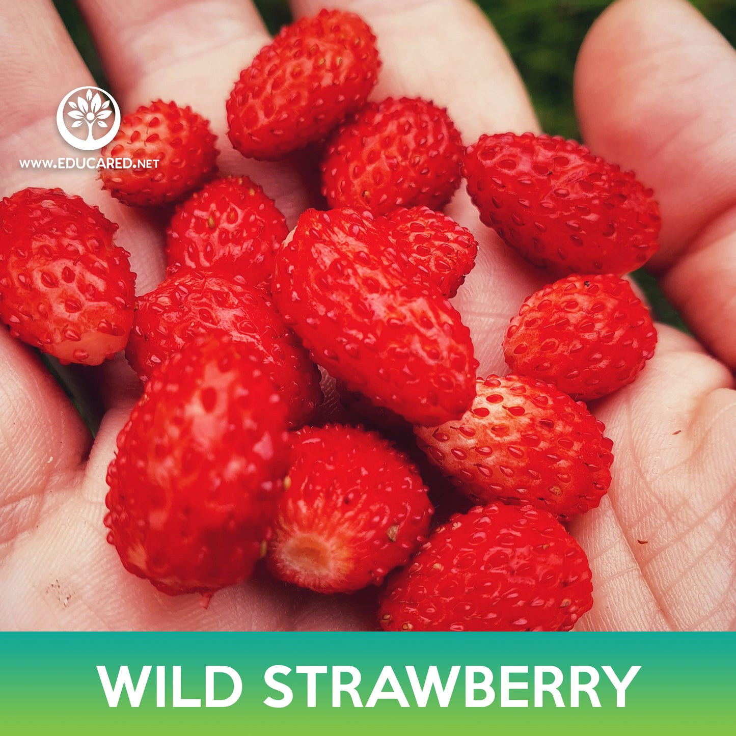 Wild Strawberry Seeds, Alexandria Alpine Strawberry