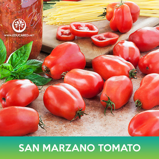 San Marzano Tomato Seeds