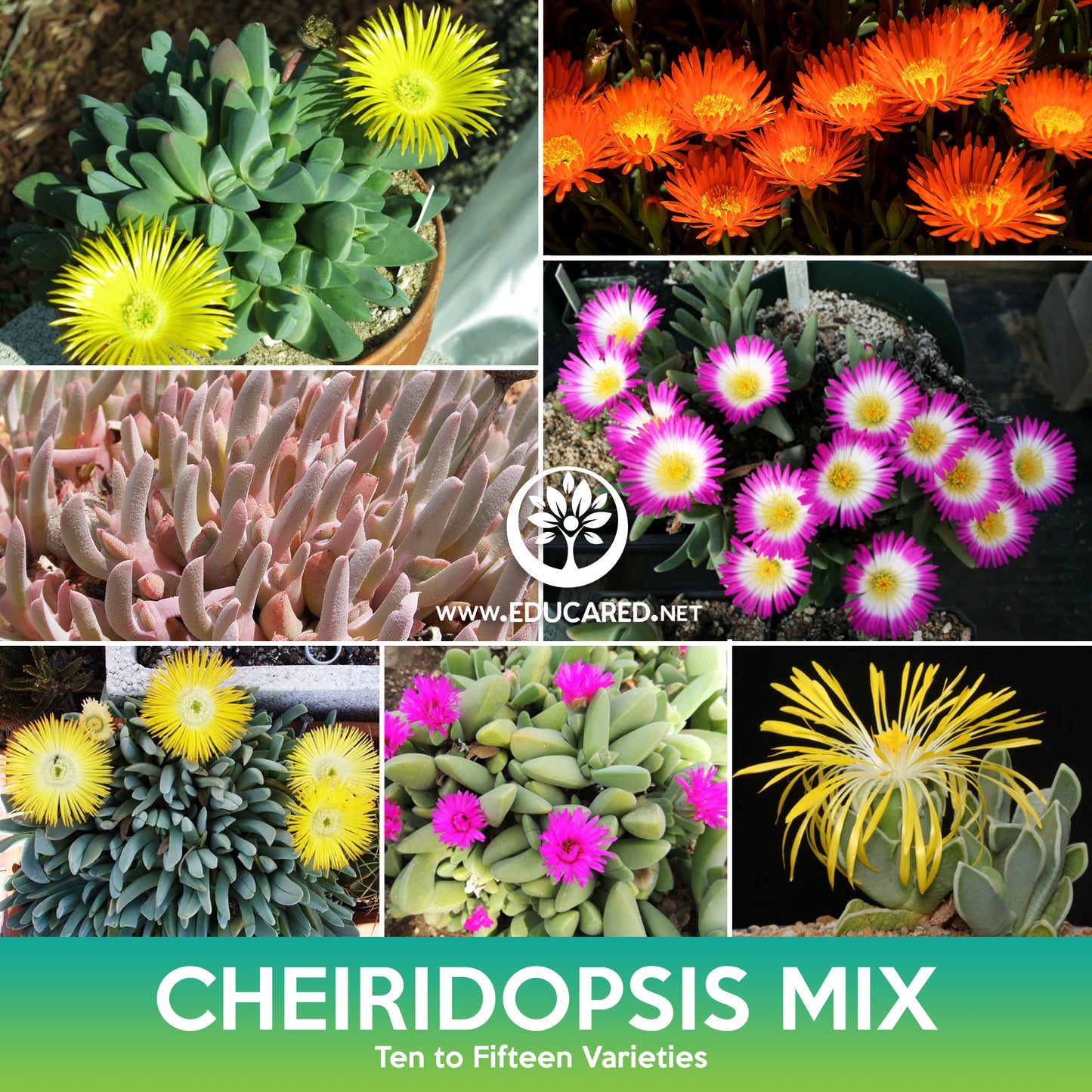 Cheiridopsis Succulent Mix Seeds