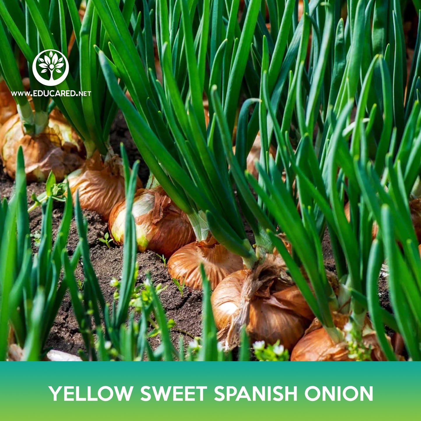 Yellow Sweet Spanish Onion Seeds