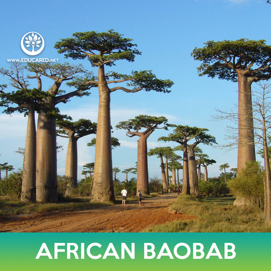 African Baobab Tree Seeds