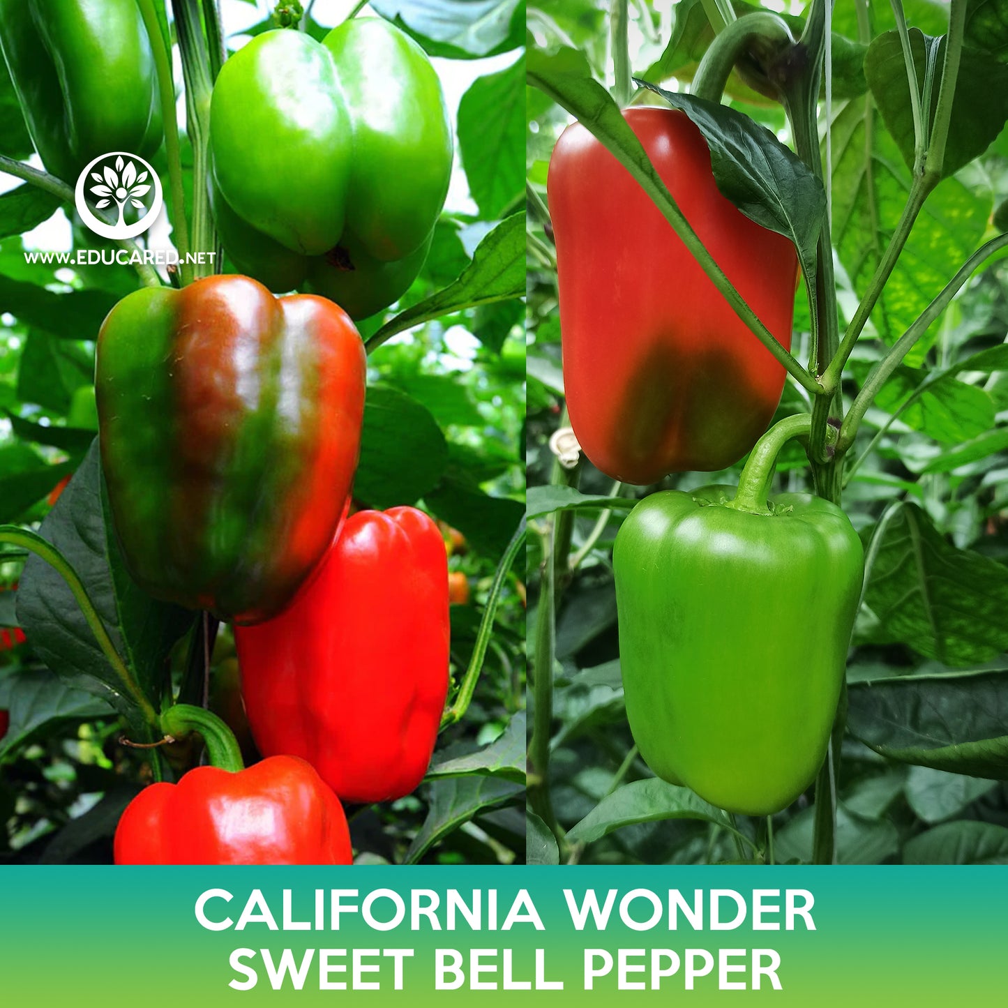 California Wonder Sweet Bell Pepper Seeds
