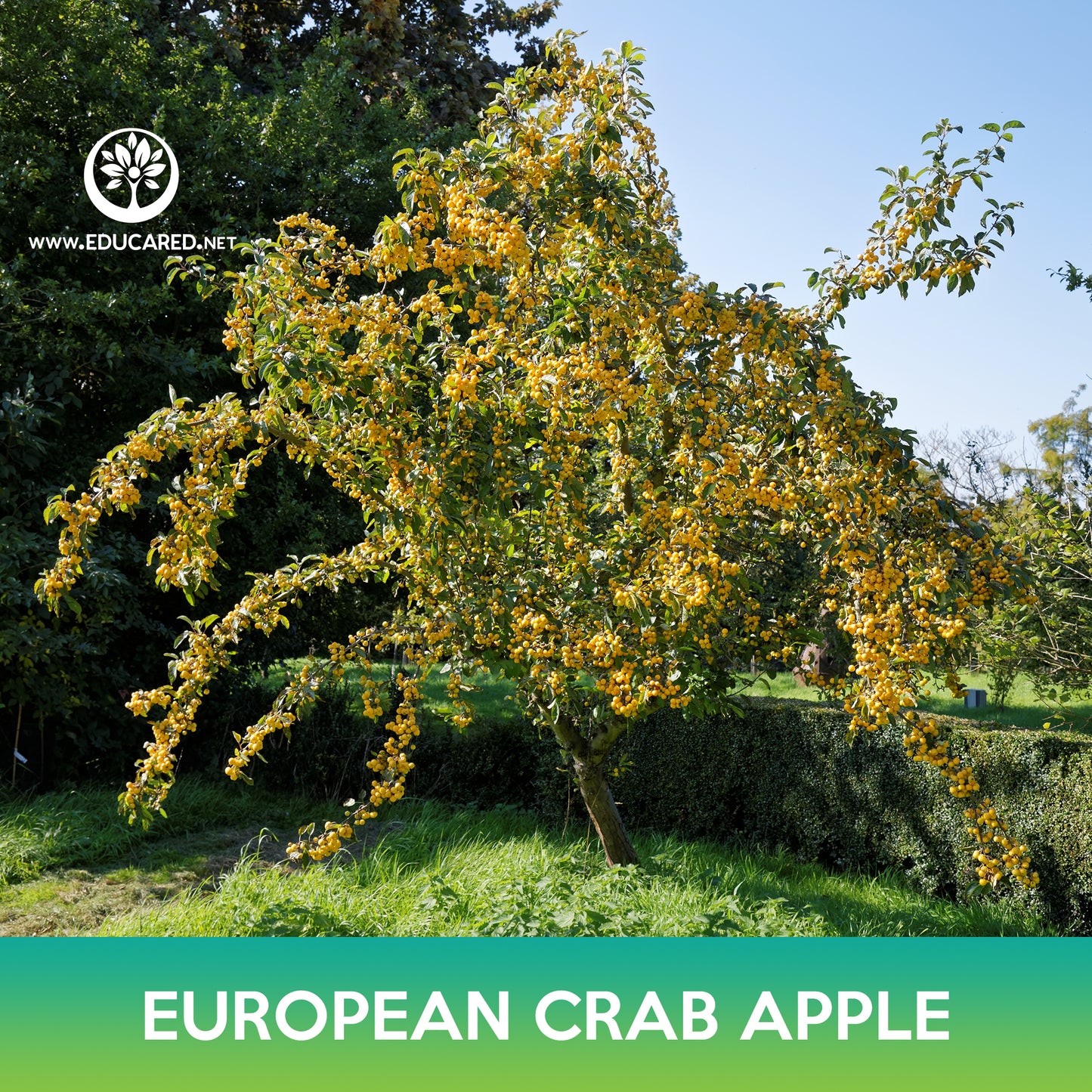 European Crab Apple Seeds, Wild Crab Apple