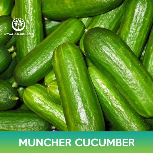 Muncher Cucumber Seeds