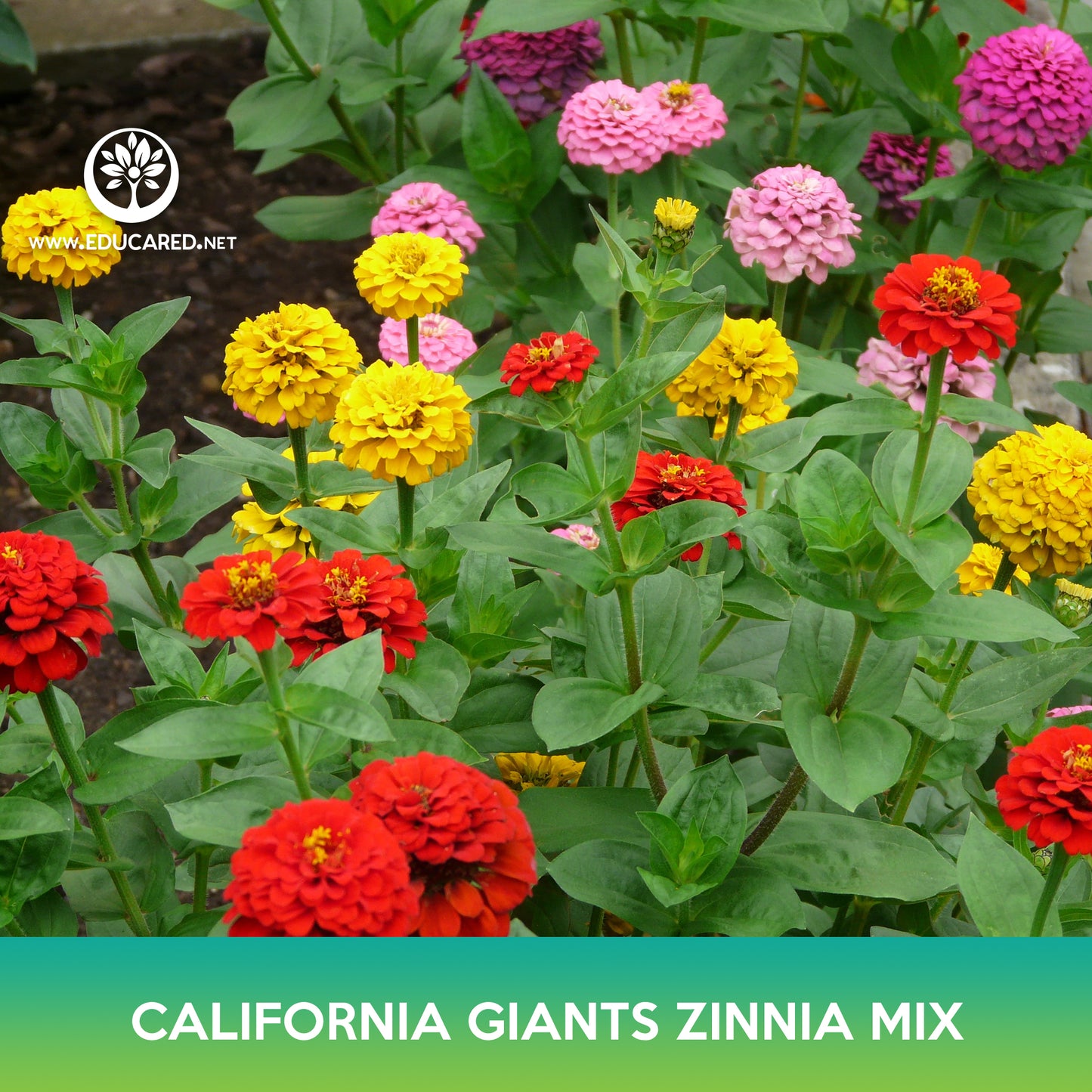 California Giants Zinnia Mix Seed, Zinnia elegans