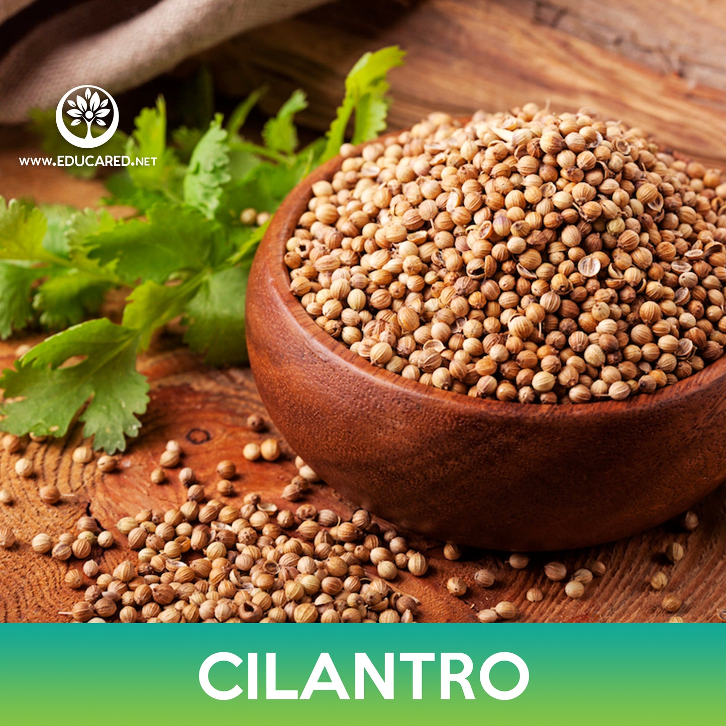 Cilantro Seeds, Coriander