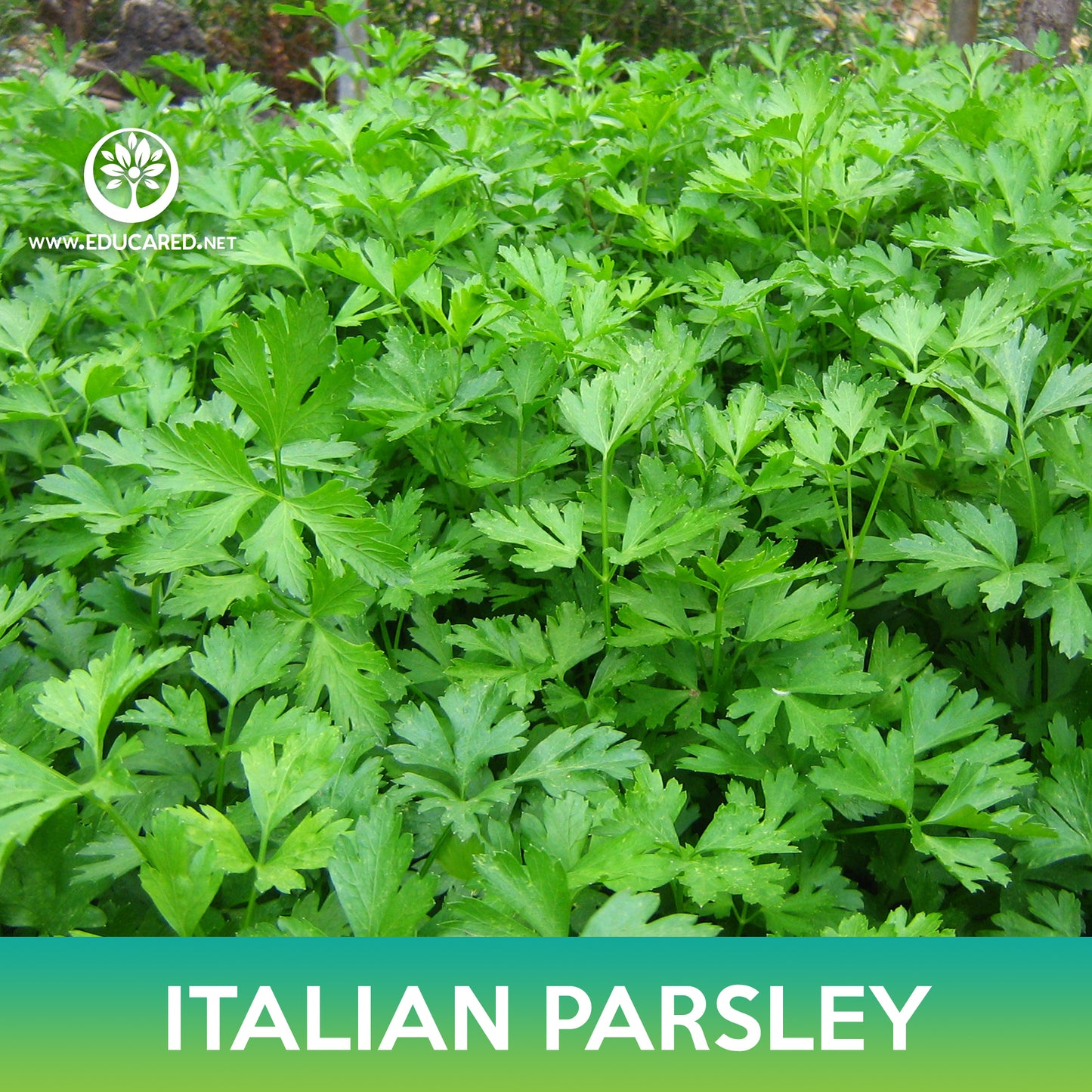 Italian Plain Leaf Parsley Seeds