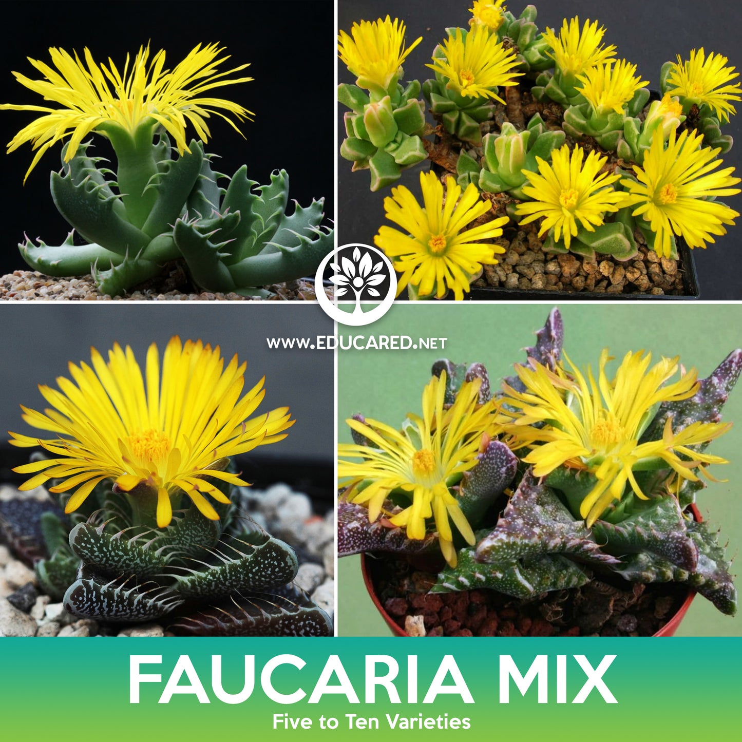 Faucaria Succulent Mix Seeds