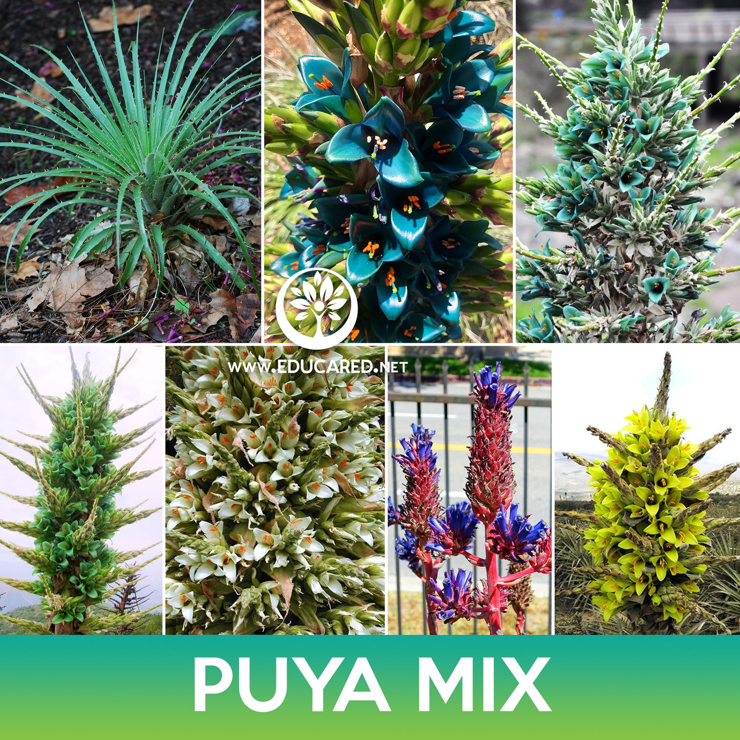 Puya Succulent Mix Seeds