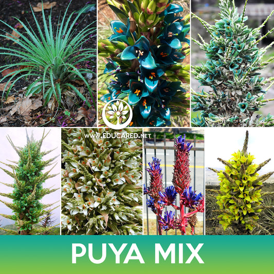 Puya Succulent Mix Seeds