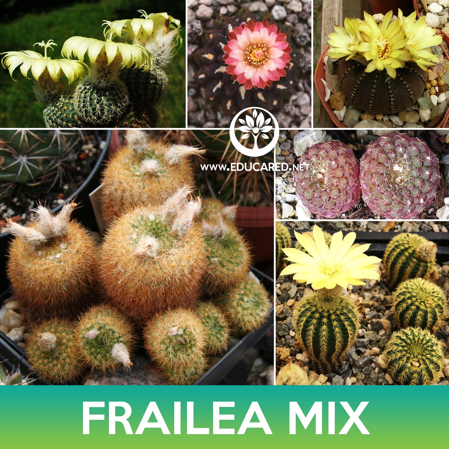 Frailea Cactus Mix Seeds