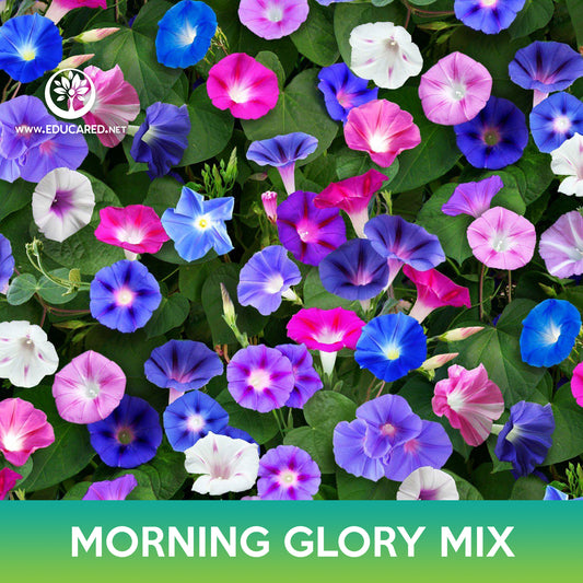 Morning Glory Mix Seeds