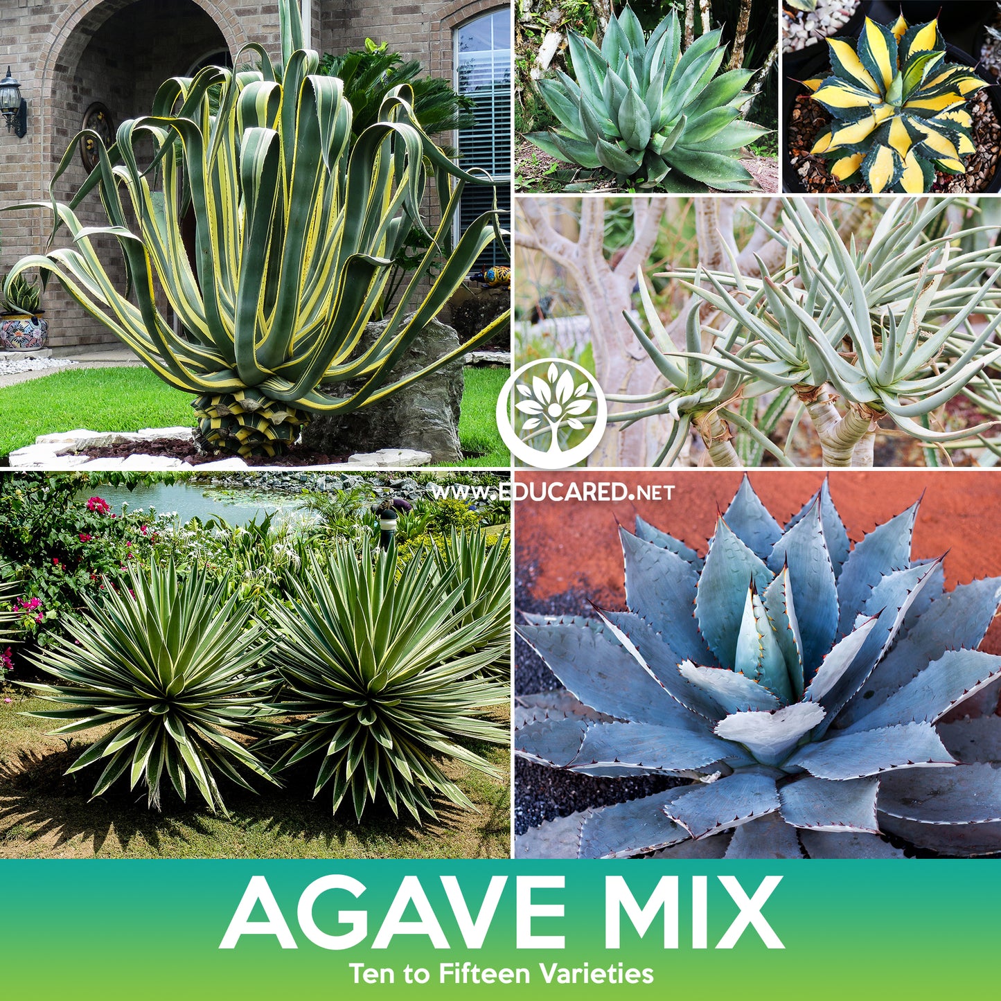 Agave Succulent Mix Seeds