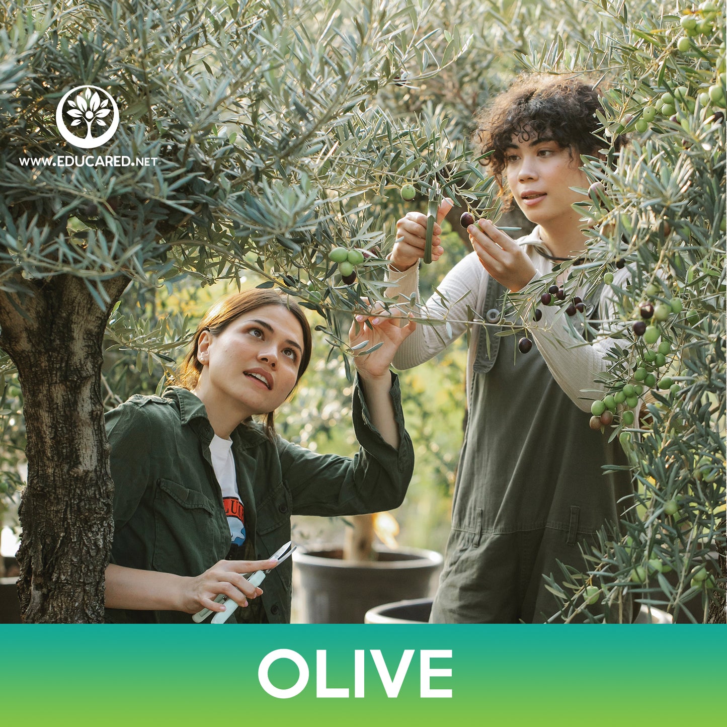 Olive Tree Seeds