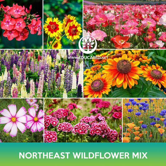 Northeast Wildflowers Mix Seeds