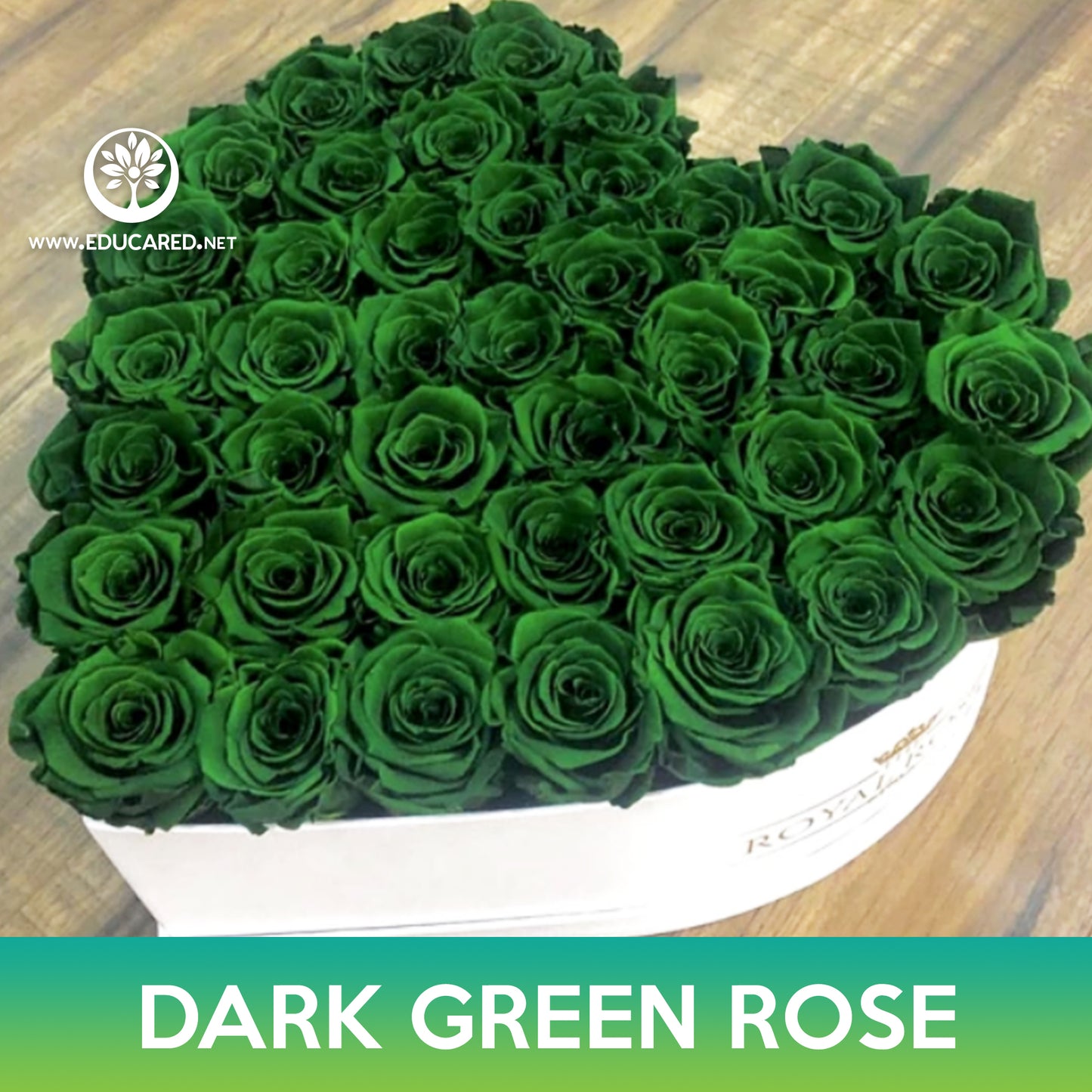 Dark Green Rose Seeds