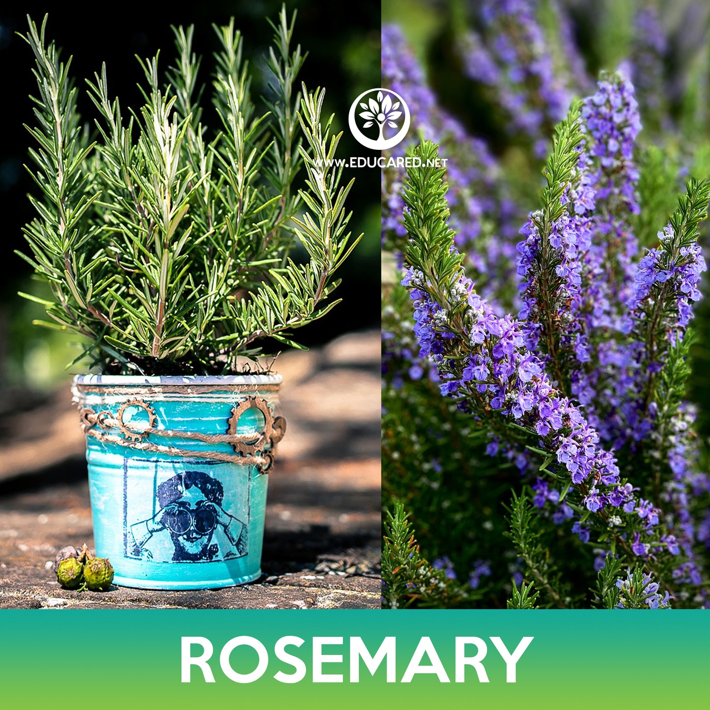 Rosemary Seeds