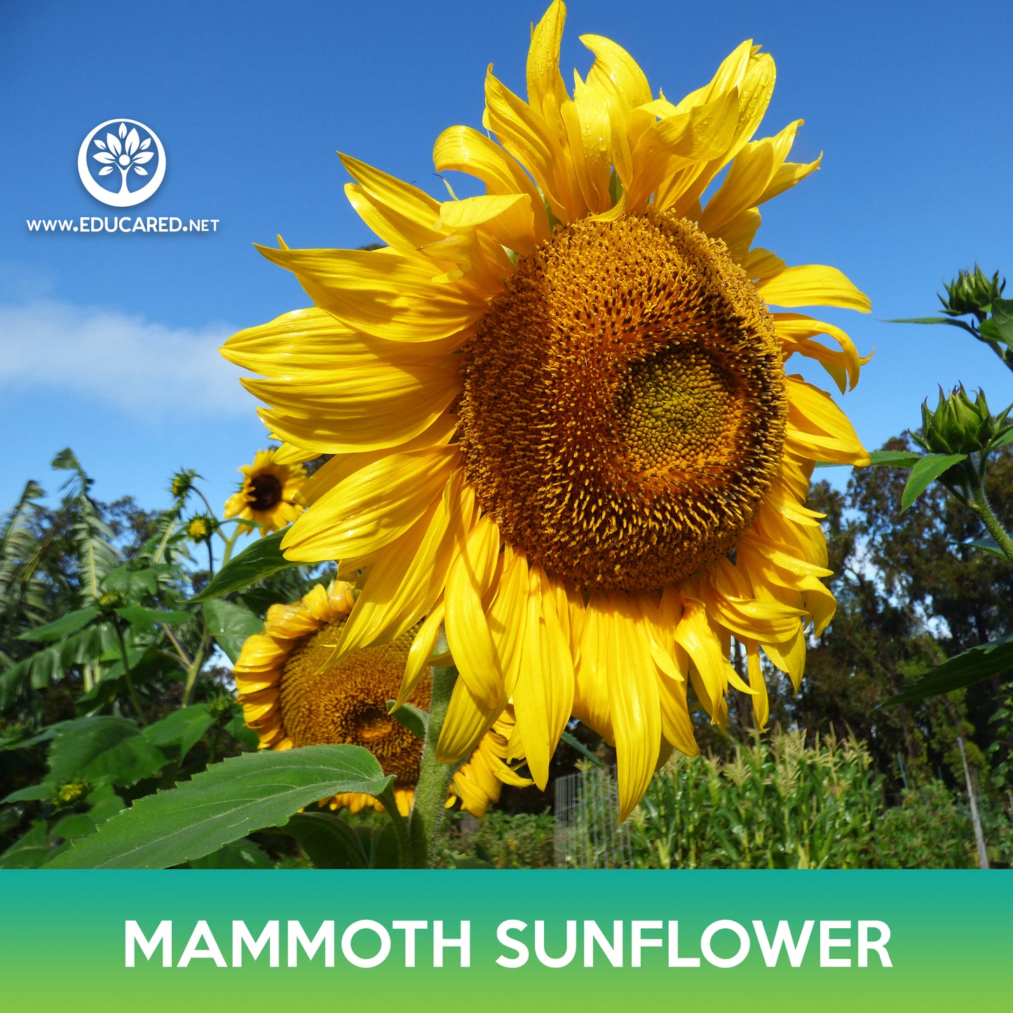 Mammoth Grey Stripe Sunflower Seeds