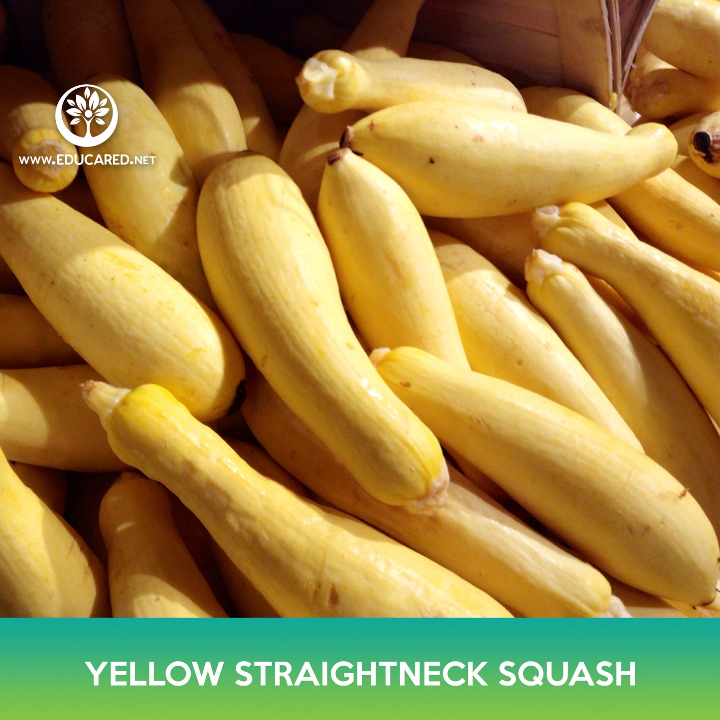 Yellow Straightneck Squash Seeds