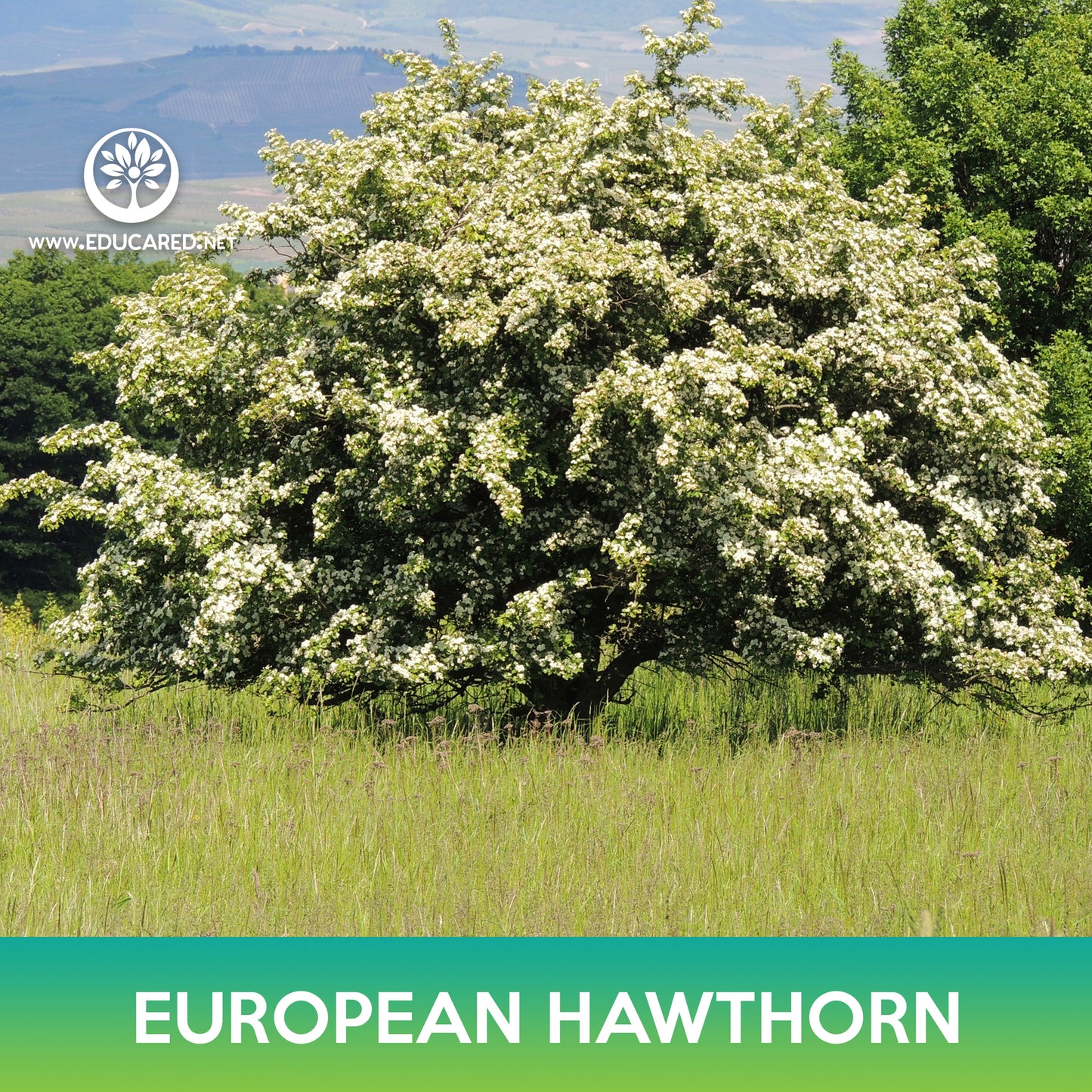 European Hawthorn Tree Seeds