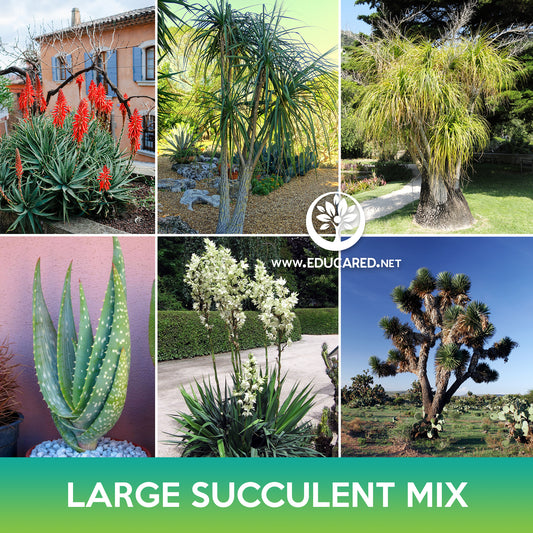 Large Succulent Mix Seeds