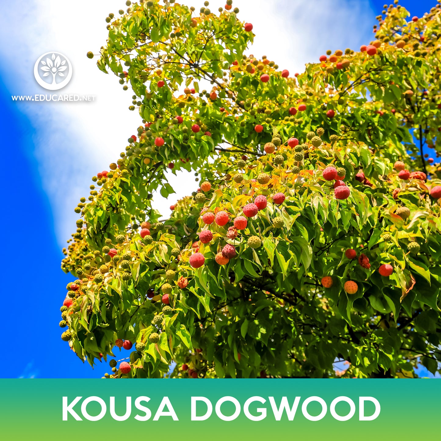 Kousa Dogwood Tree Seeds