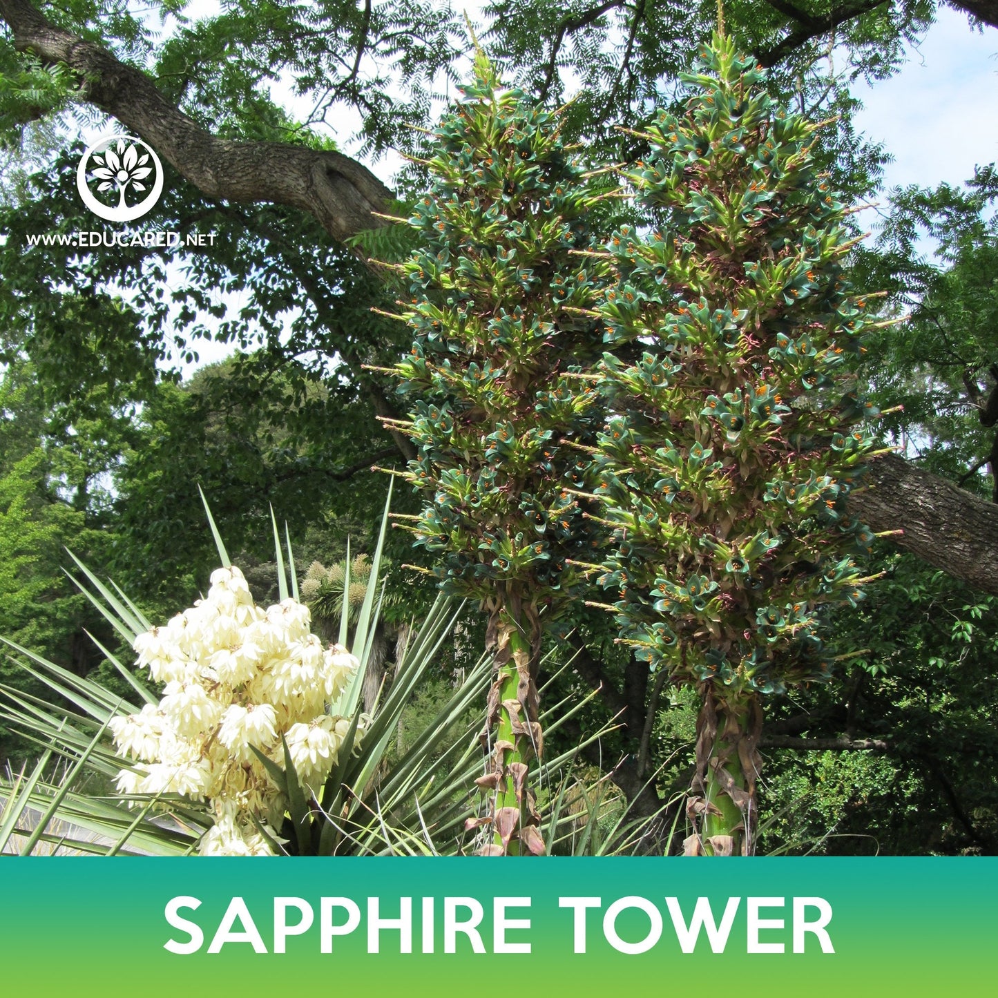 Puya Sapphire Tower Succulent Seeds, Mountain Puya