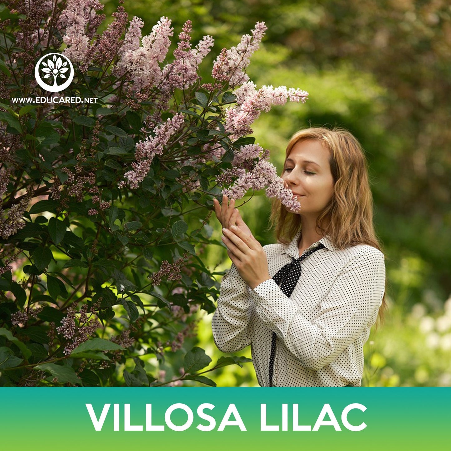 Villosa Lilac Seeds, Late Lilac
