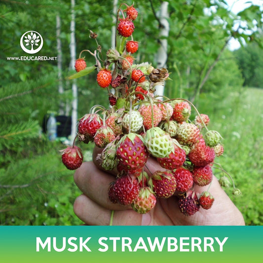 Musk Strawberry Seeds, Fragaria moschata