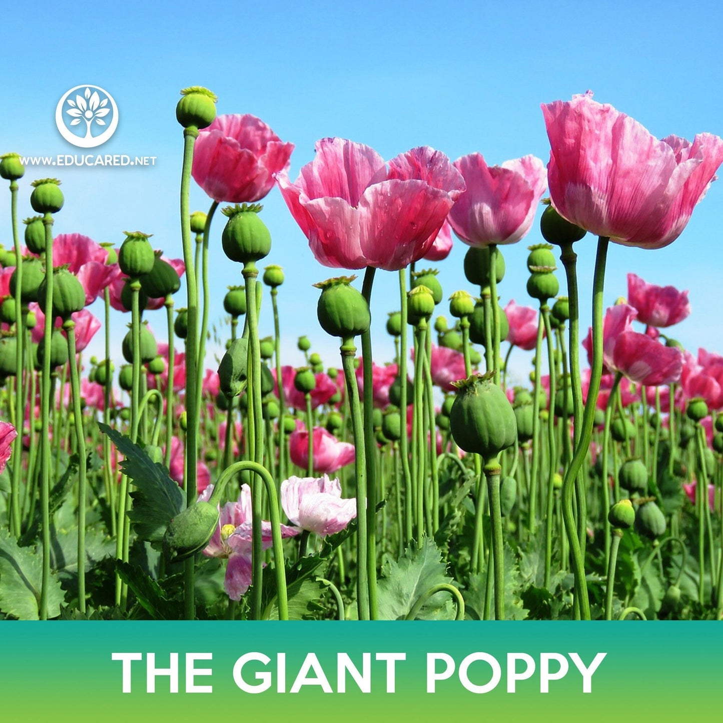 The Giant Poppy Flower Seeds