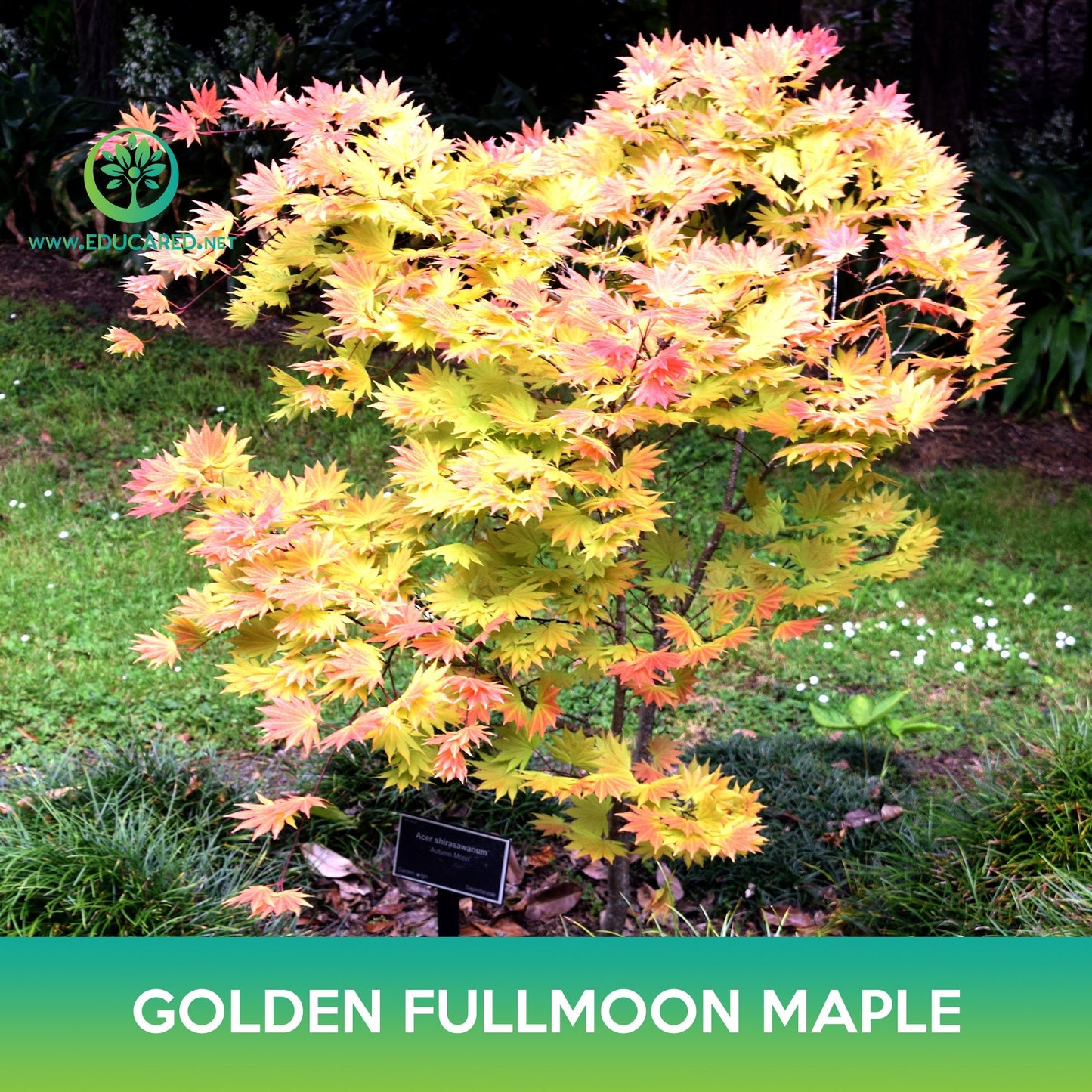Golden Fullmoon Maple Seeds