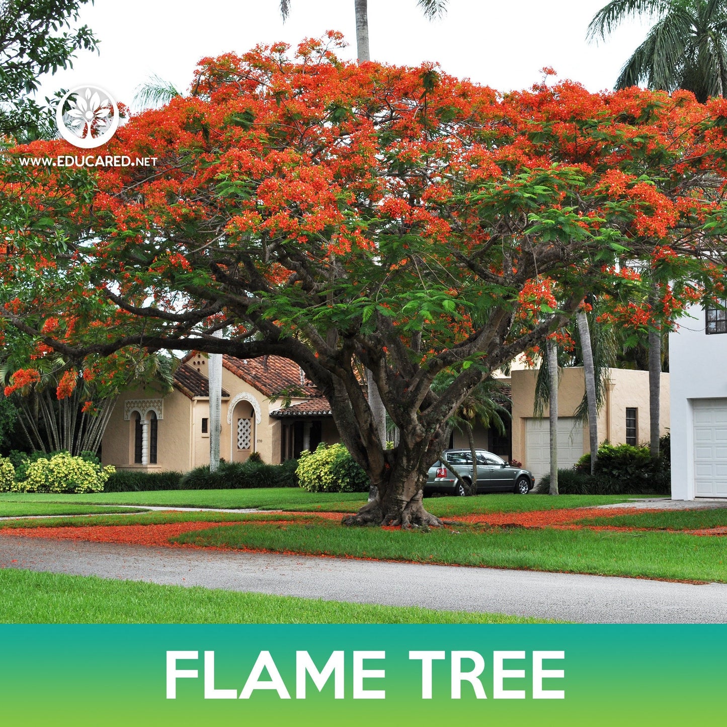 Flame Tree Seeds, Royal Poinciana