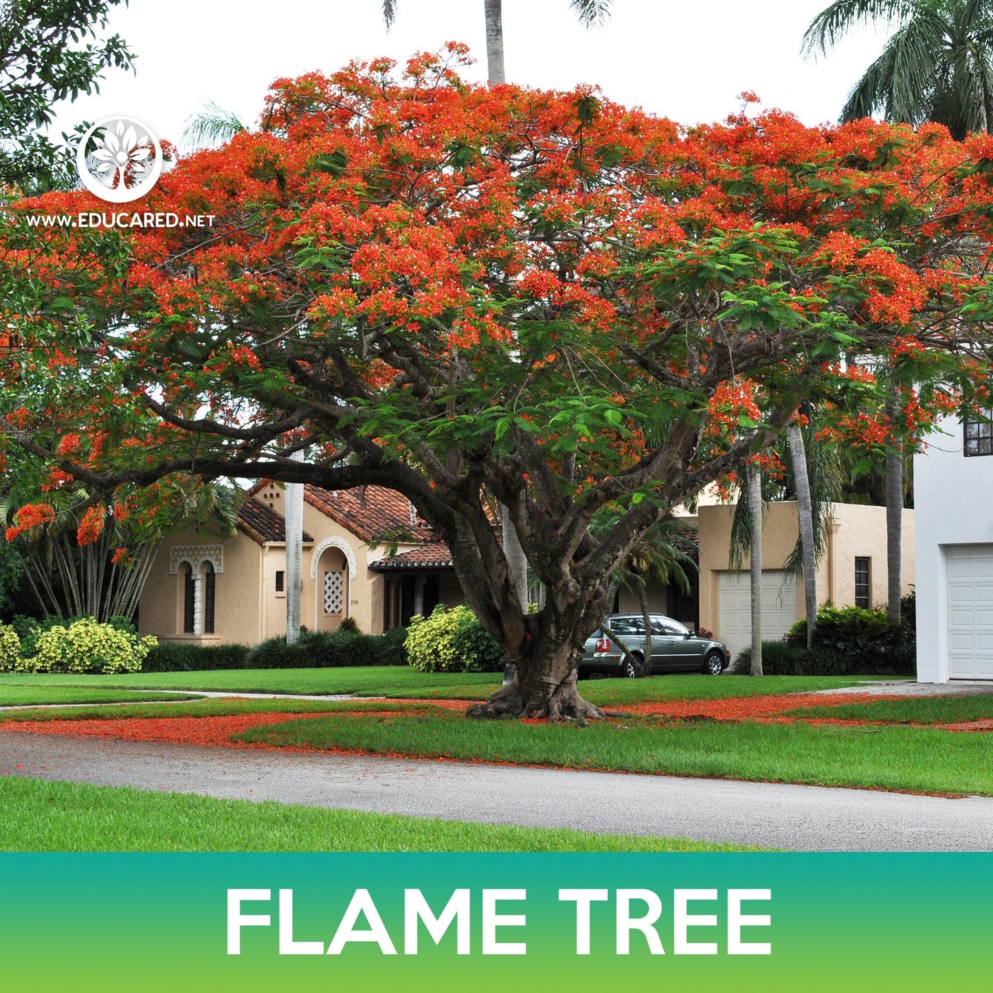 Flame Tree Seeds, Royal Poinciana, Delonix regia