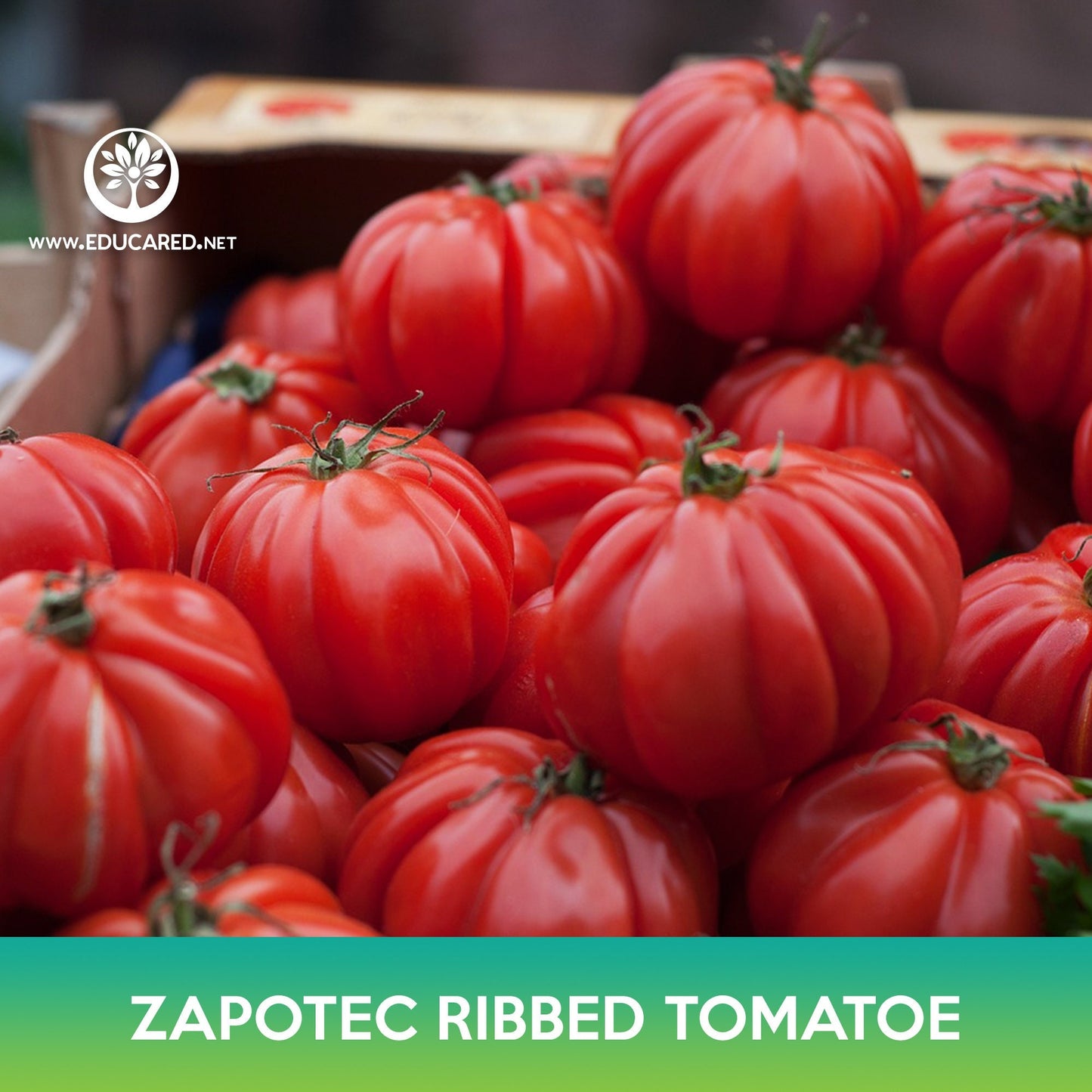 Zapotec Oaxacan Ribbed Tomato Seeds