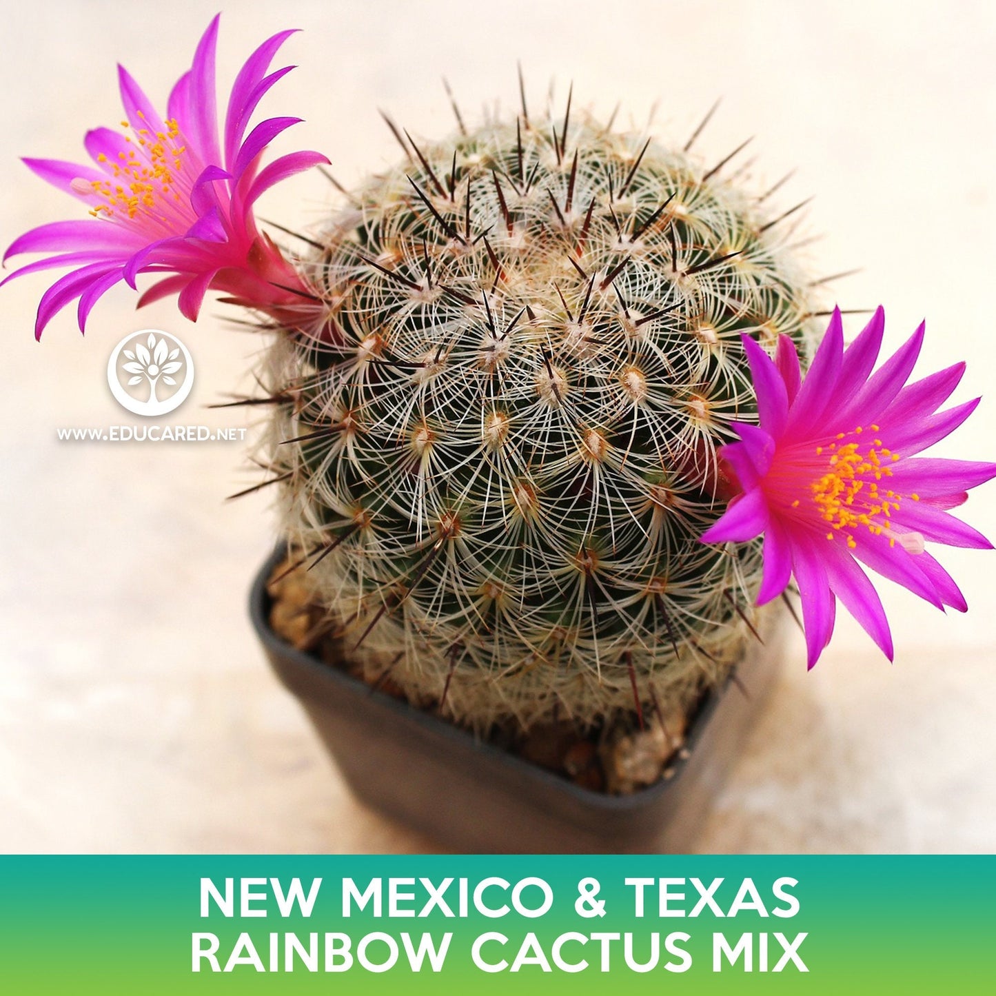 New Mexico and Texas Rainbow Cactus Mix Seeds, Echinocereus dasyacanthus