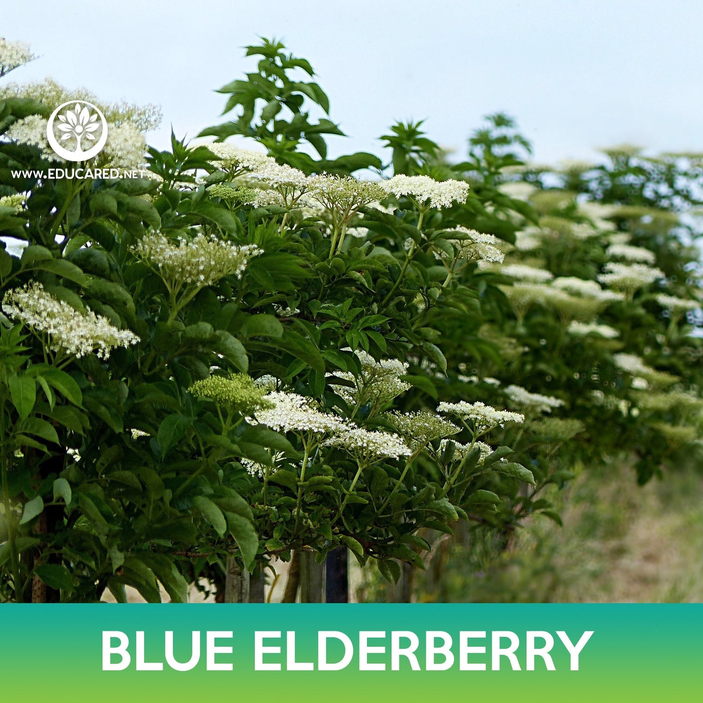 Blue Elderberry Seeds, Sambucus caerulea