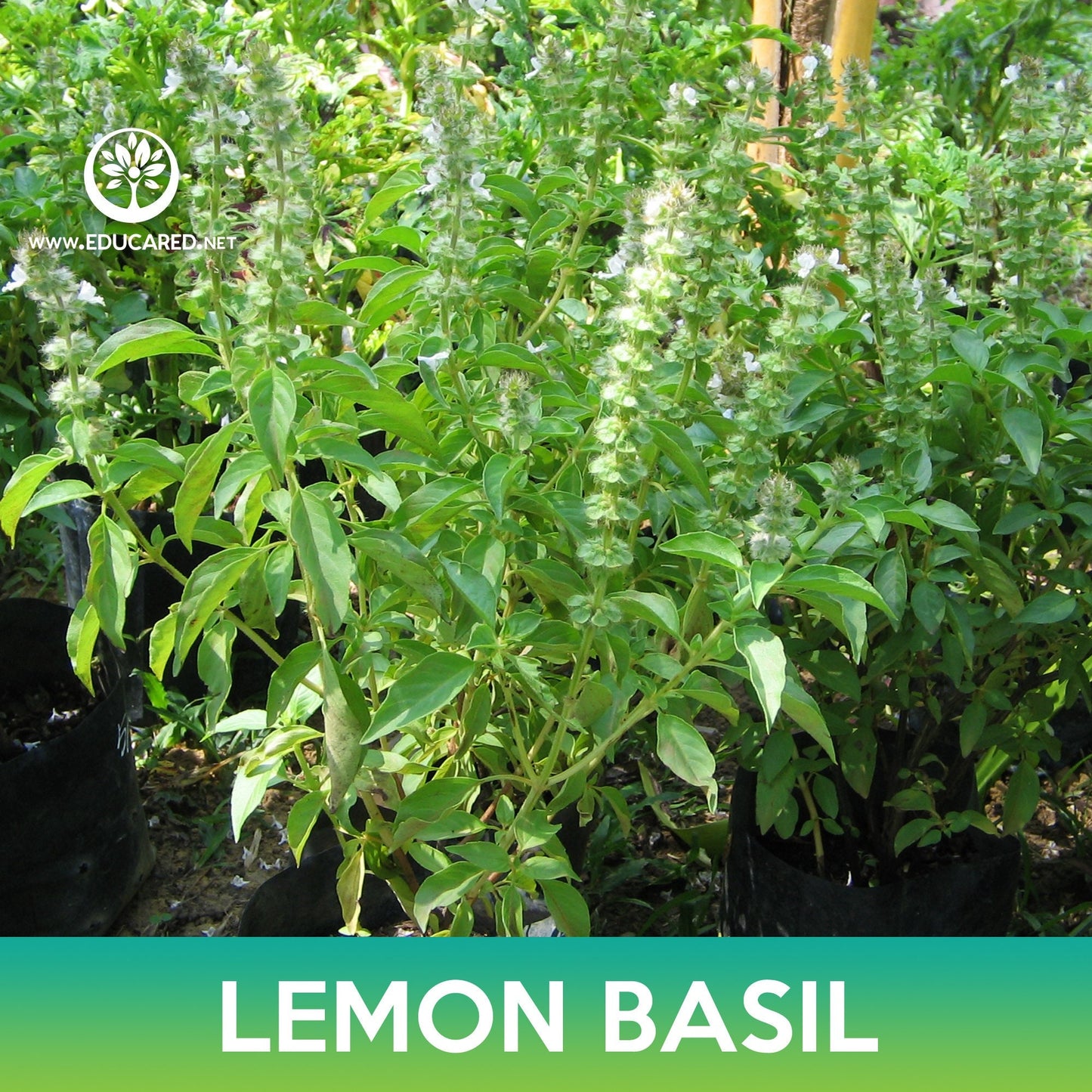 Lemon Basil Seeds