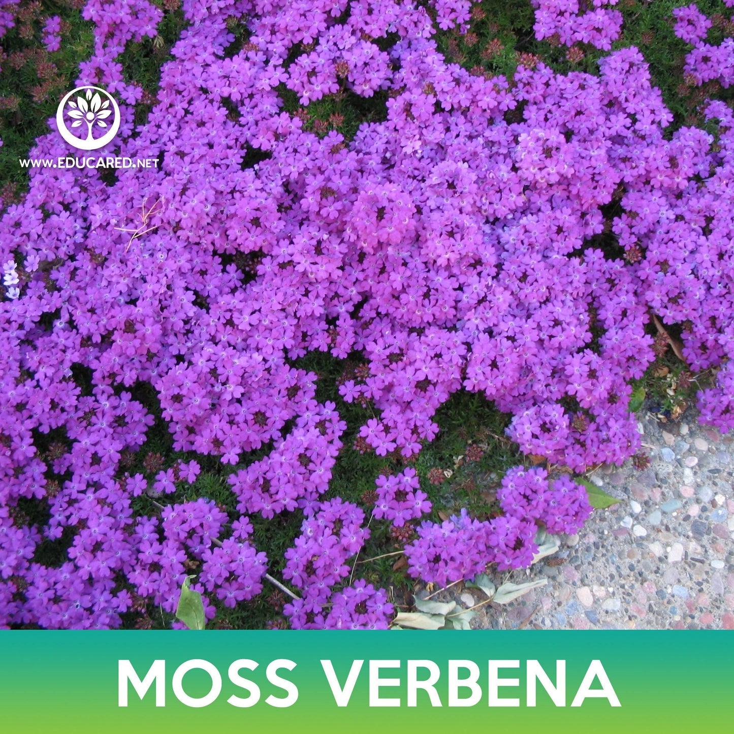 Moss Verbena Flower Seeds, Verbena Tenuisecta