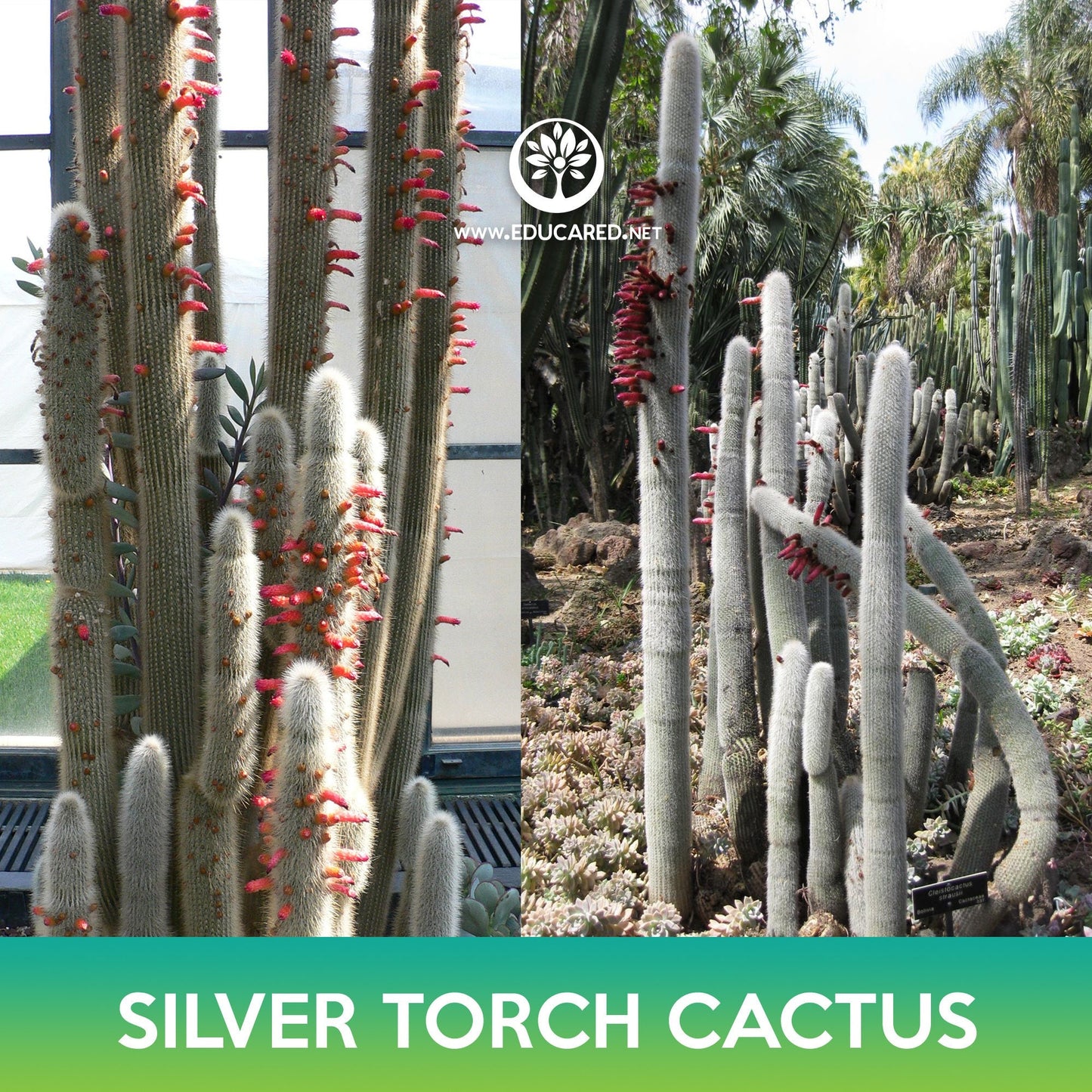 Silver Torch Cactus Seeds, Wooly Torch, Cleistocactus strausii